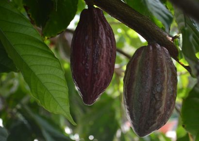 Transformation cacao