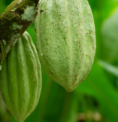 Cacao durable
